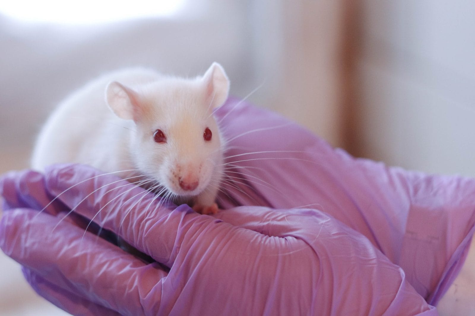 researcher holding lab rat