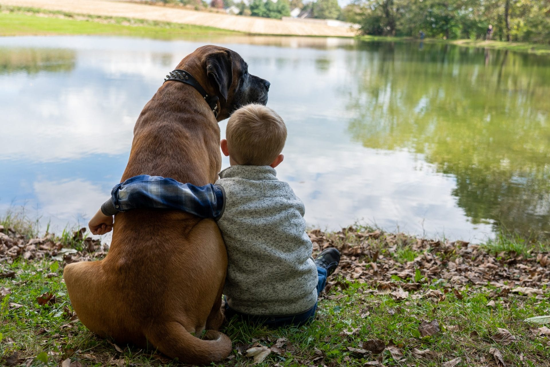 child and animal abuse connection