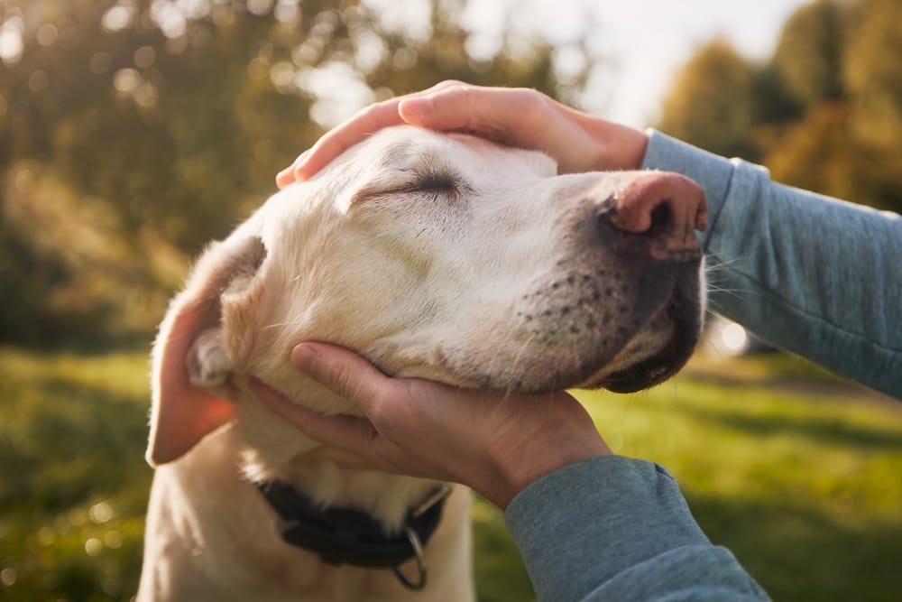 Petition: Demand Pet Daycare Employee Who Killed a Dog Receives Counseling!
