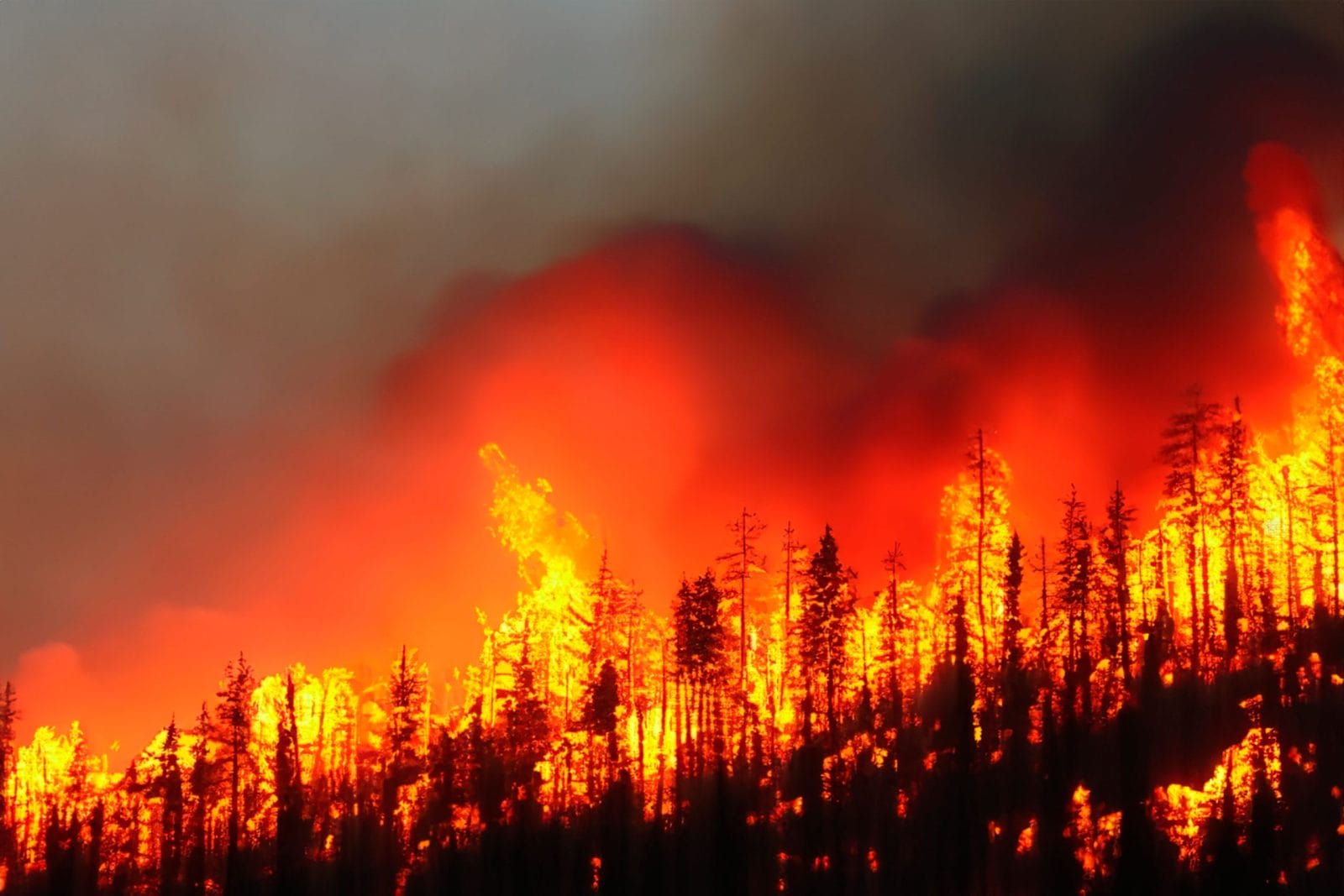 wildfires in pacific palisades, Los angeles