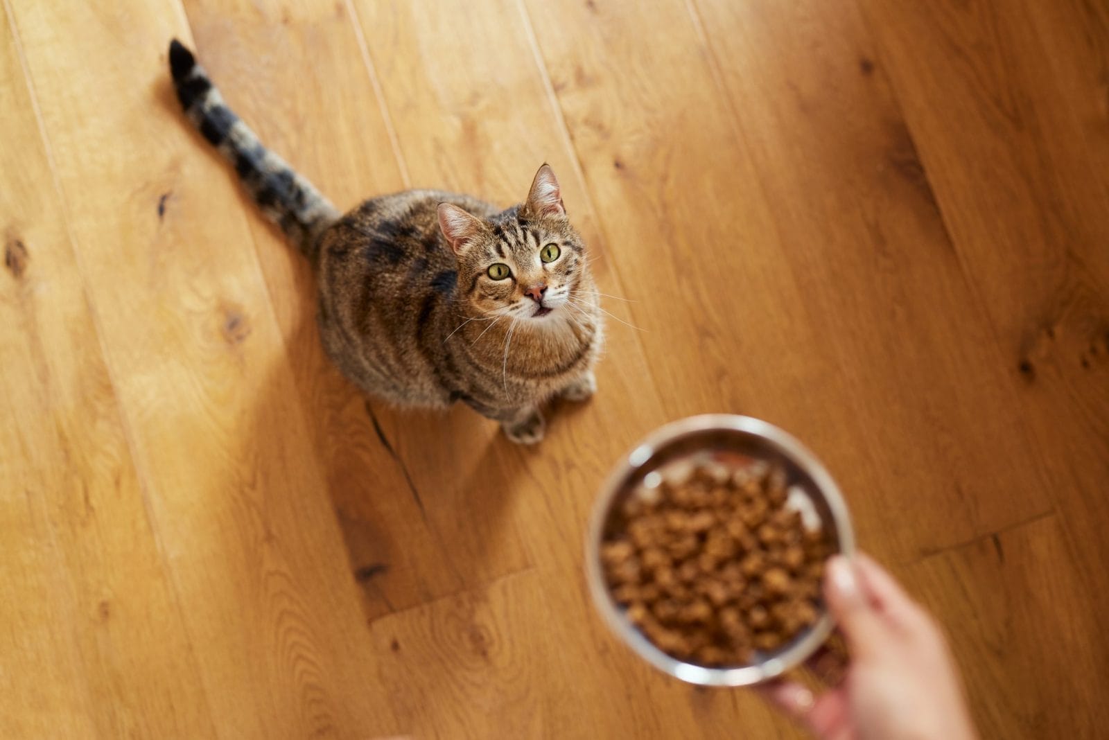 cat eating cat food