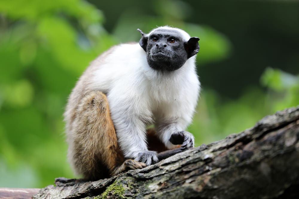 Petition: Help Protect Endangered Pied Tamarin Monkeys from Urban Expansion