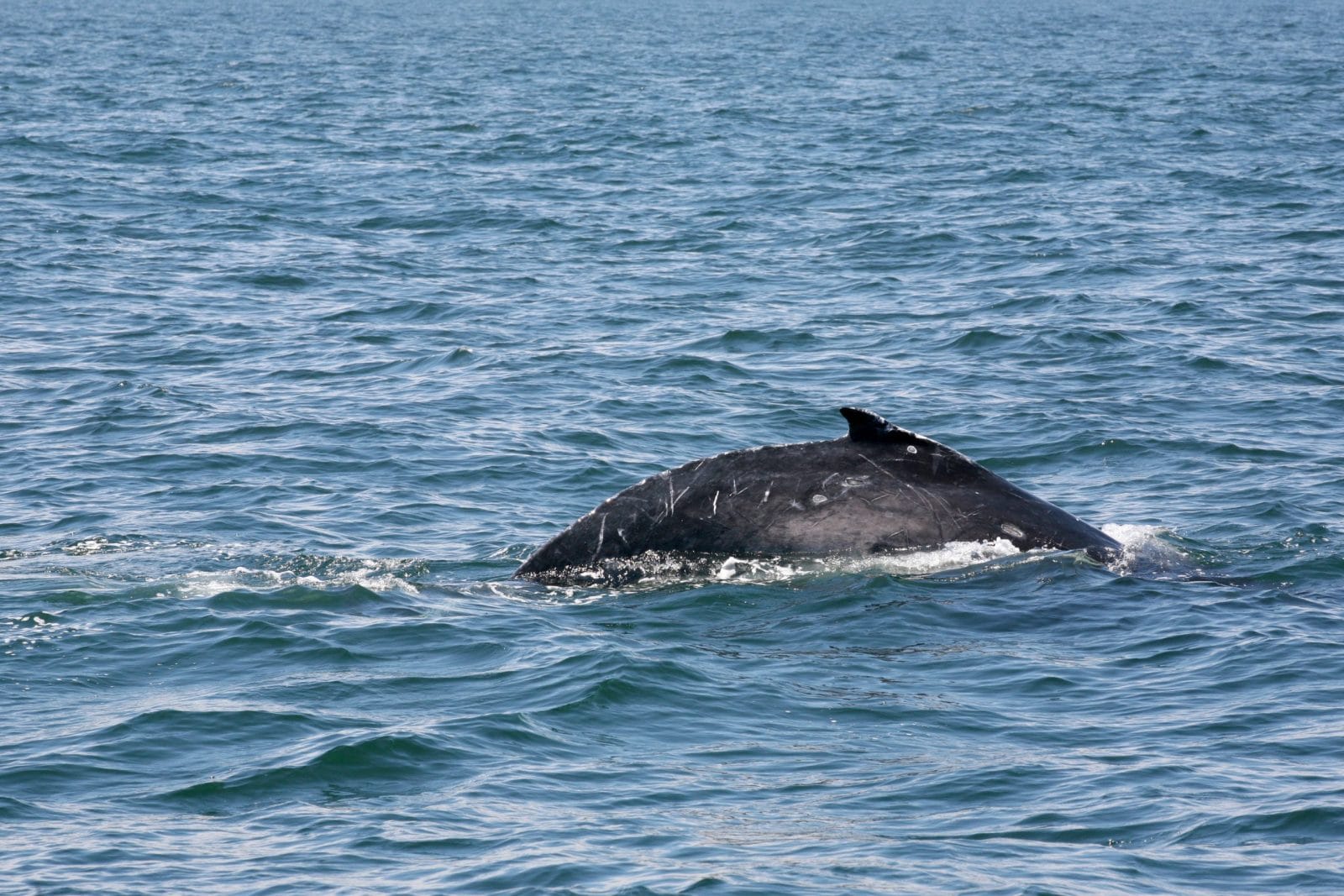 An whale with lots of scratches swimming in the blue ocean.