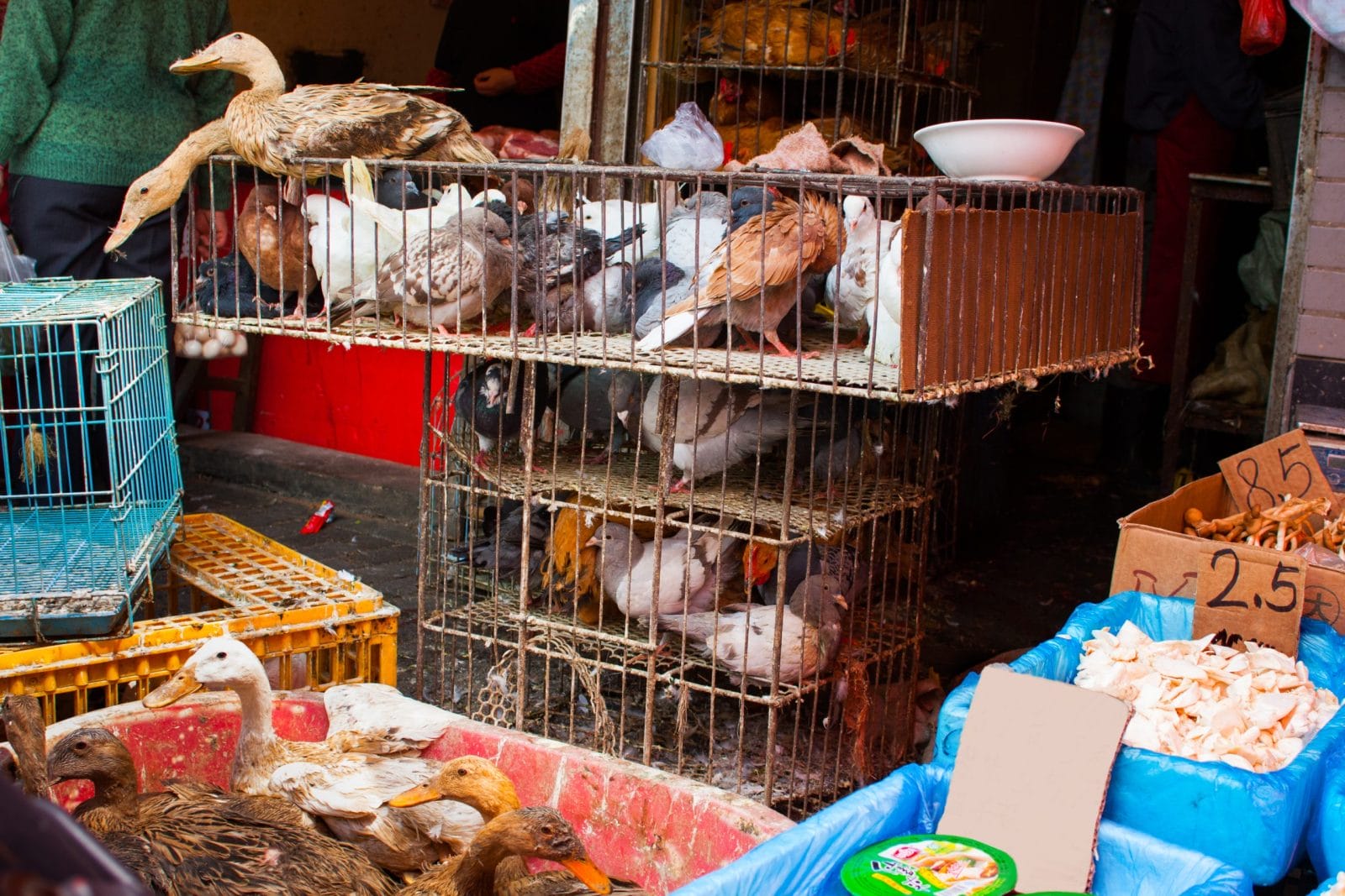 Shanghai In China Street poultry market selling live birds ducks pigeons and chickens to chinese customers