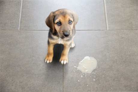 remedies for sick dog upset stomach