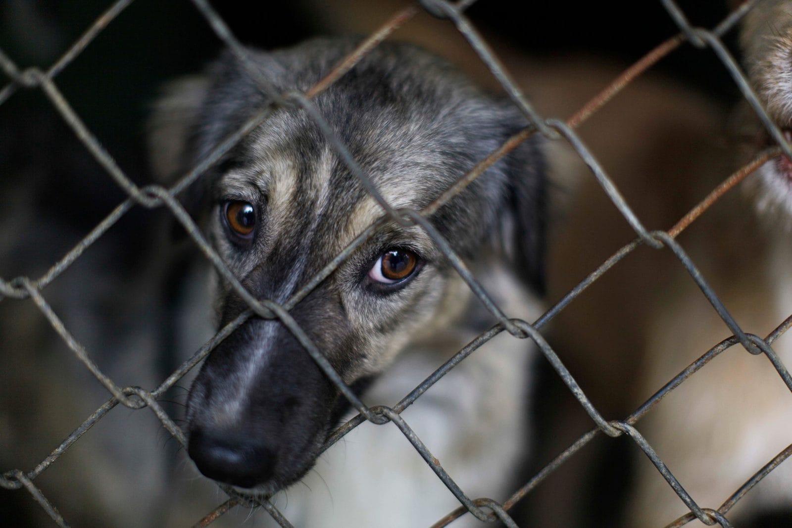 A dog looks on waiting to be adopted at a public animal shelter center in Sao Paulo, Brazil.