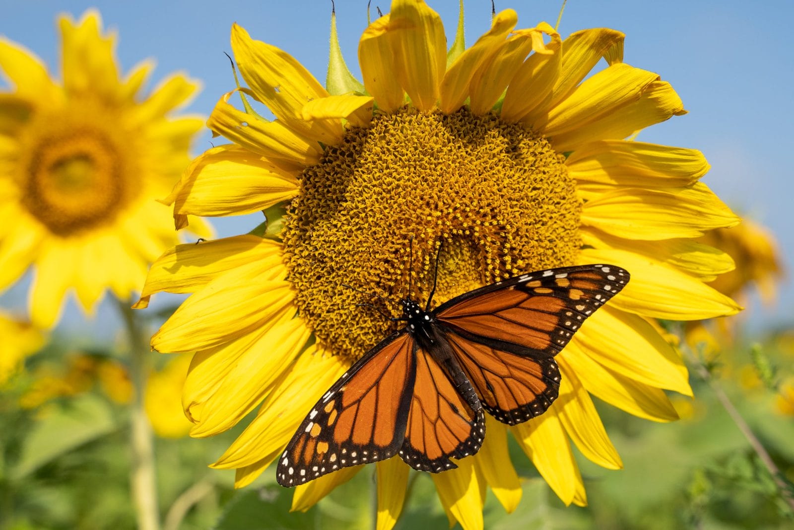 Beautiful monach butterfly gathering pollen on sunflower.