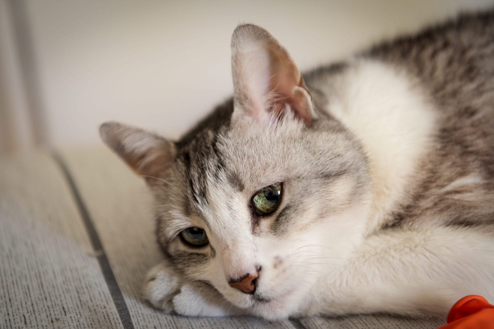 Sad cat lies on the sofa, putting his head on his paws.