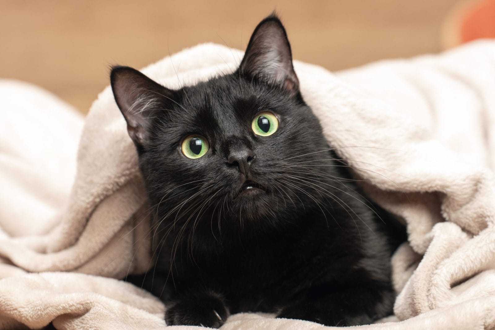 Portrait of a black cat peeking out from under a blanket during a cold snap.