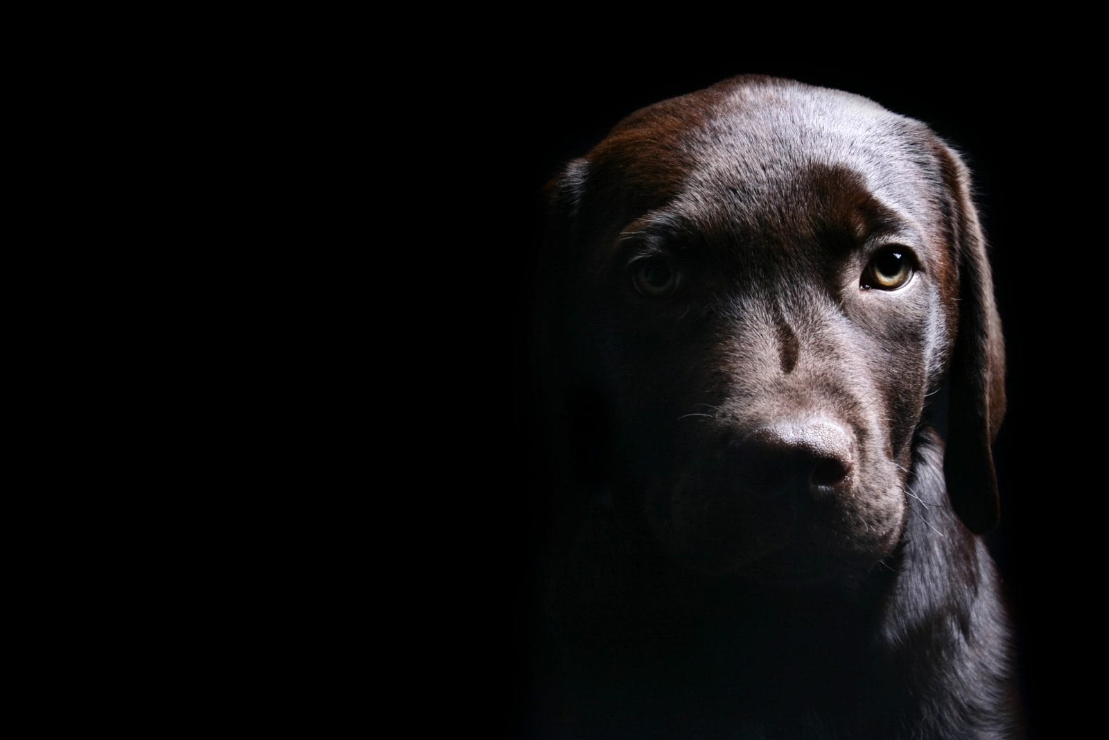 Labrador Puppy Head On against a Black Background