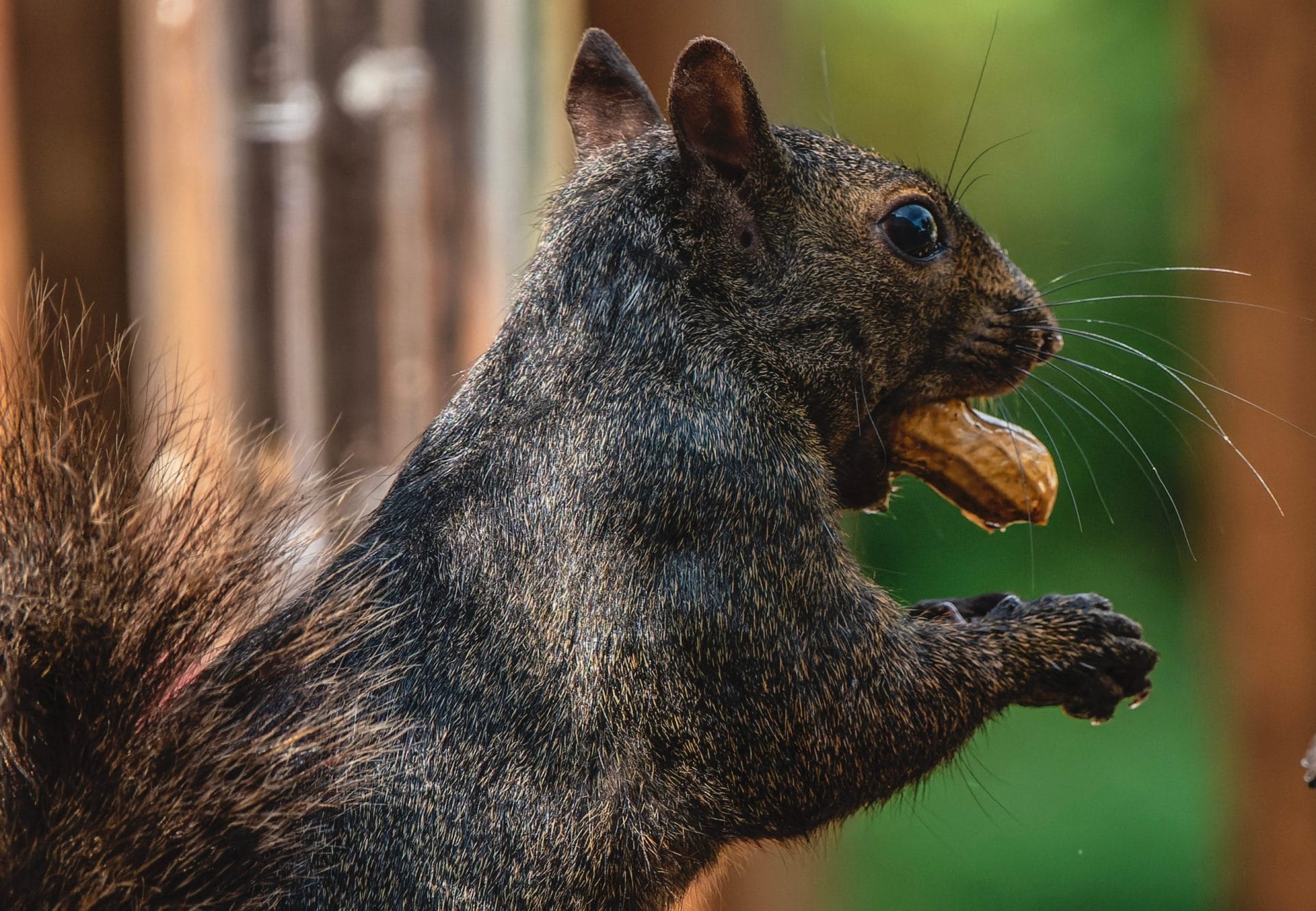 A Black Squirrel on the deck