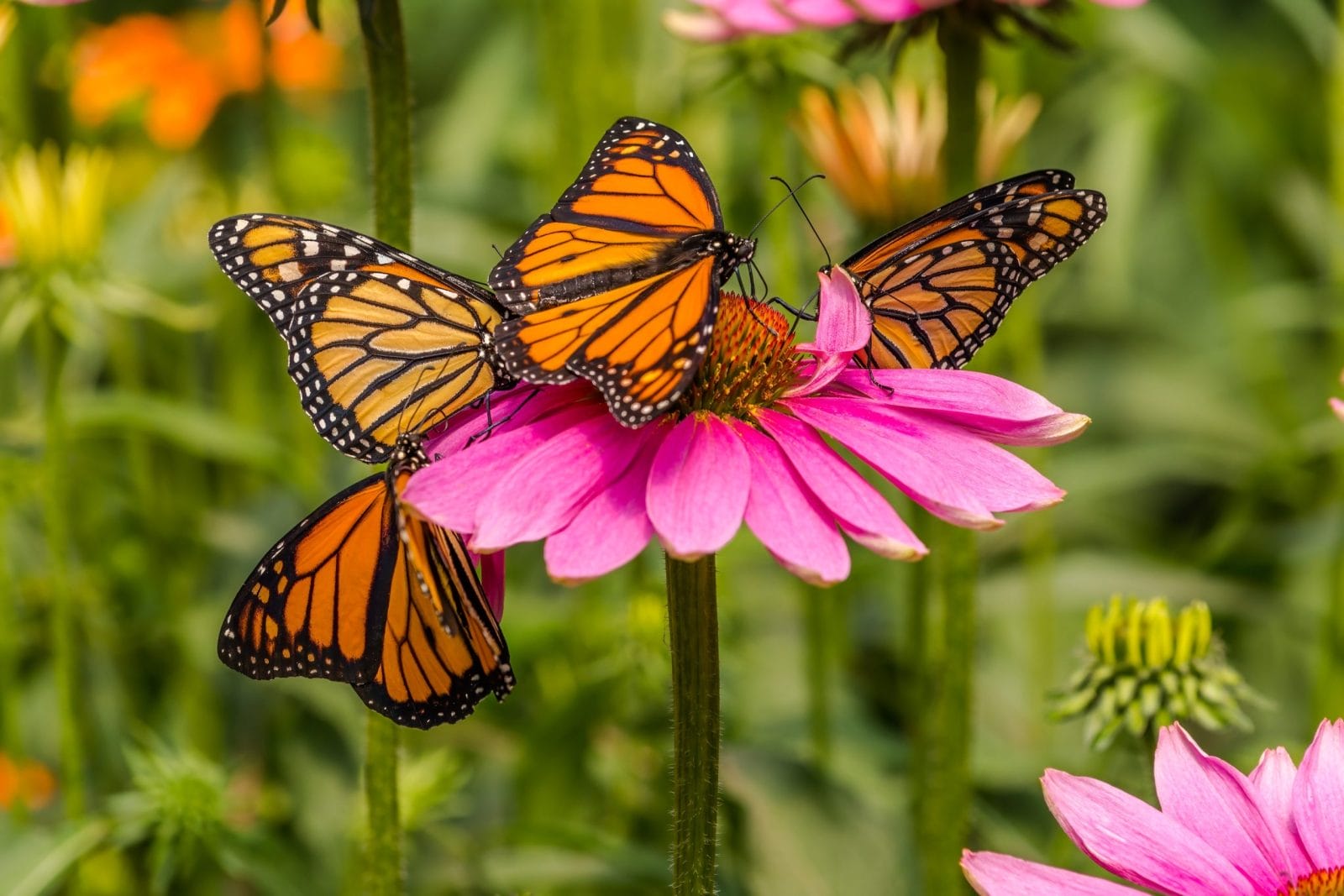 Four monarch butterflies (Danaus plexippus) on a purple coneflower (Echinacea purpurea) in a zoo live butterfly exhibit.