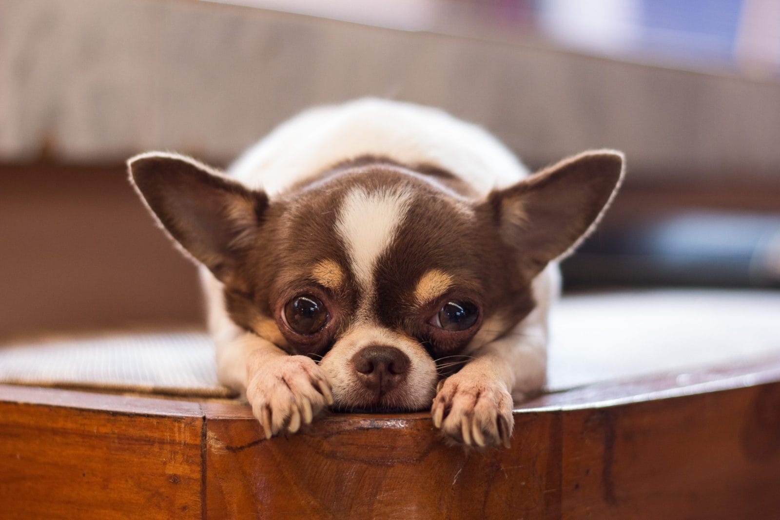 Lonely dog, red nose chihuahua dog