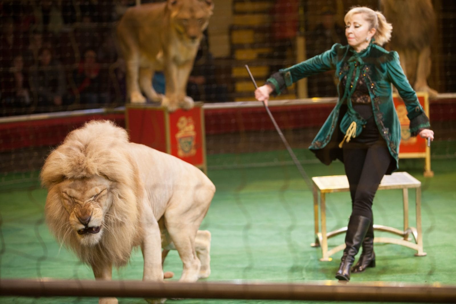 performance of a trainer of lions in a circus