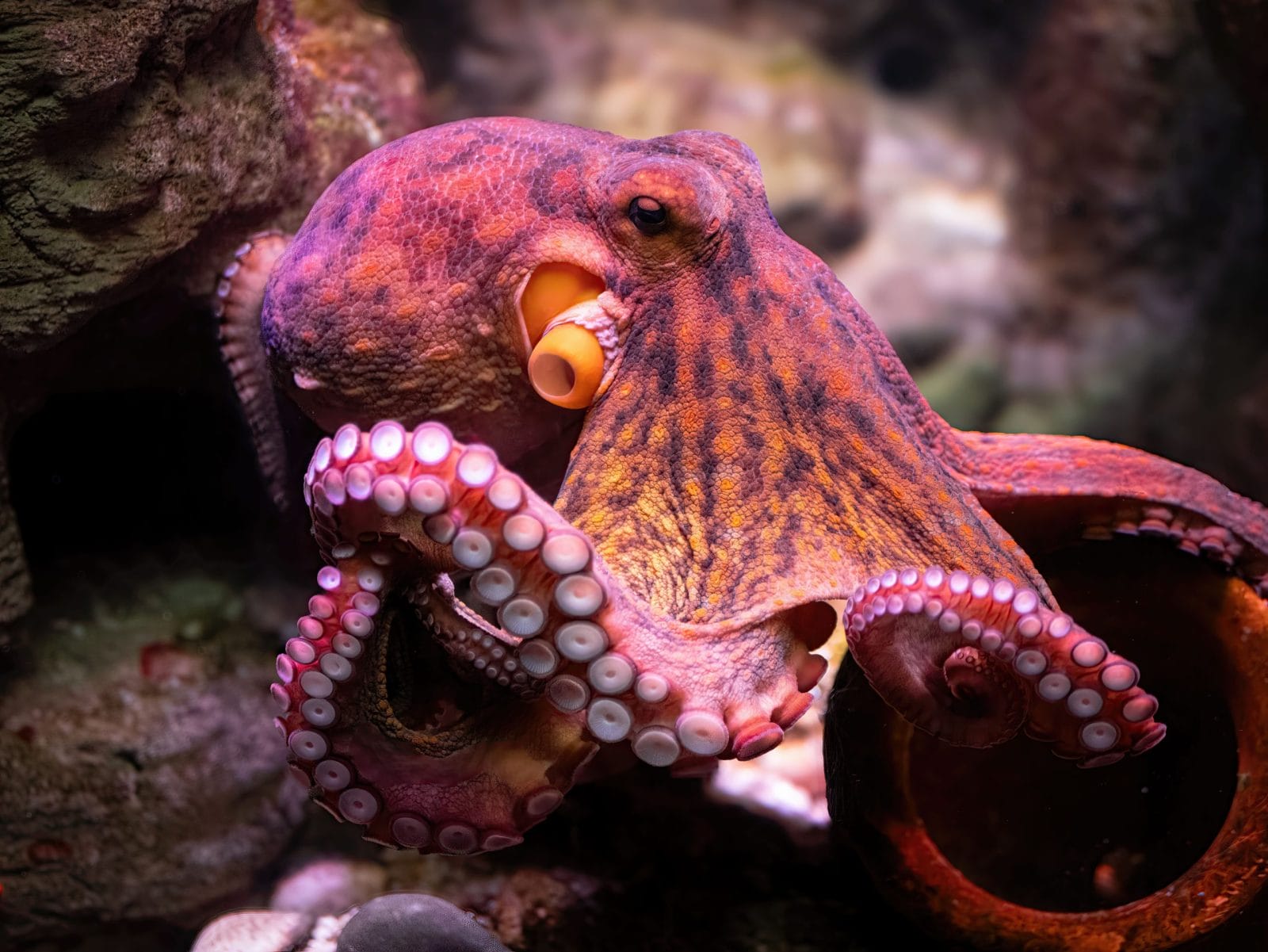 A vibrant octopus displaying its colorful tentacles in an underwater environment, showcasing marine life.