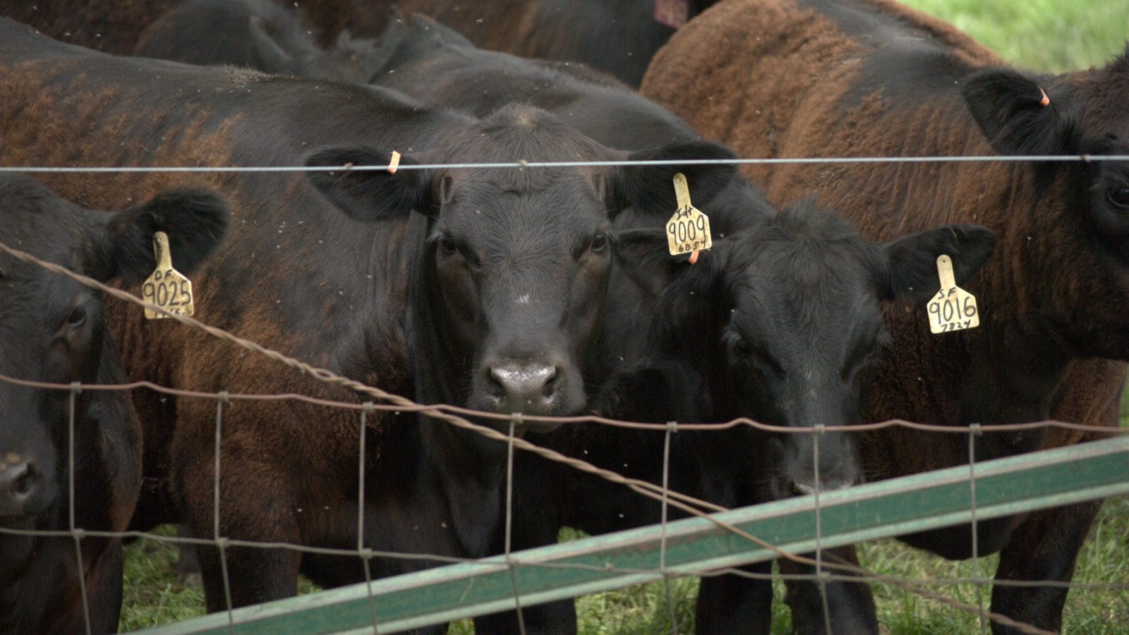 May 28, 2020. Northern Illinois, USA. Dark brown, black, cattle with ear tags. The specks are flies.