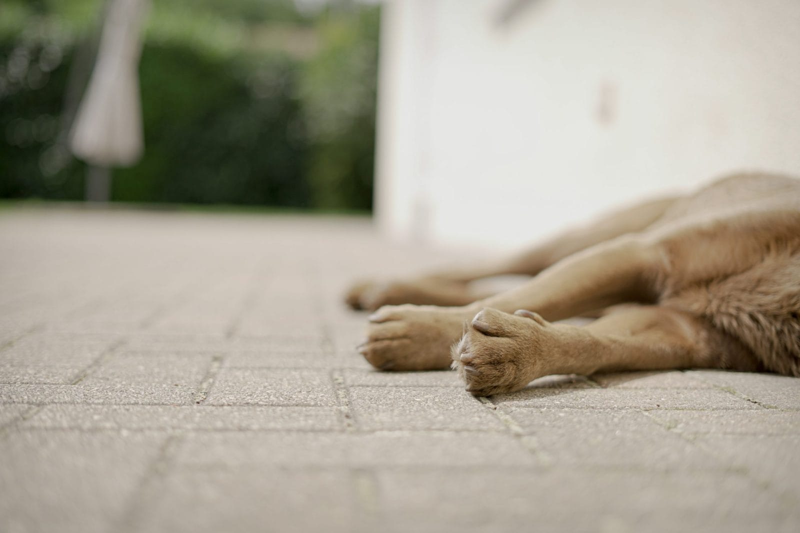 The paws of an exhausted and thirsty dog laying down in the heat of summer.
