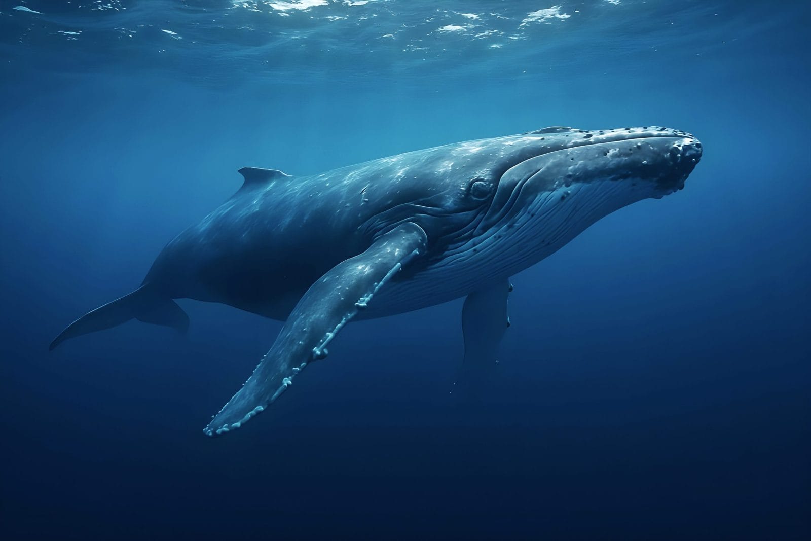 A humpback whale swimming close by under the water in blue water.