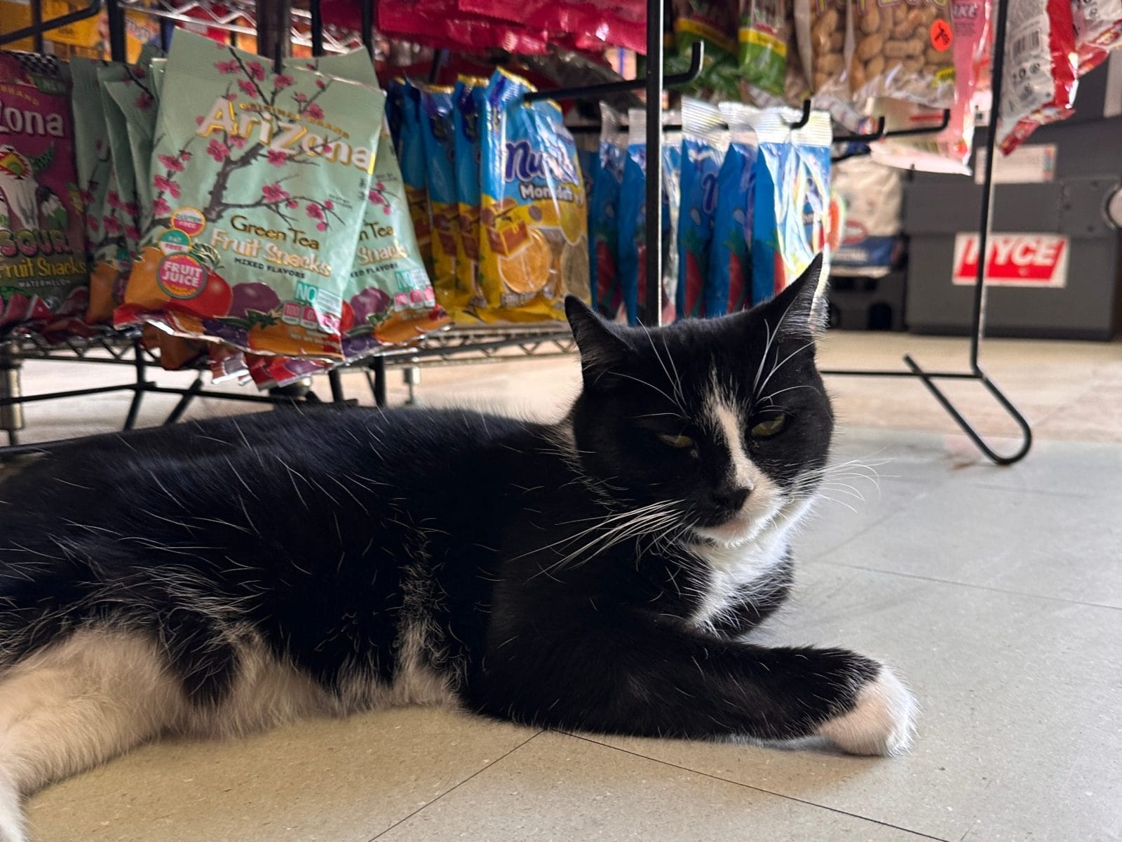 New York, New York, USA- April 24, 2025: Relaxed Bodega Cat Among Snacks