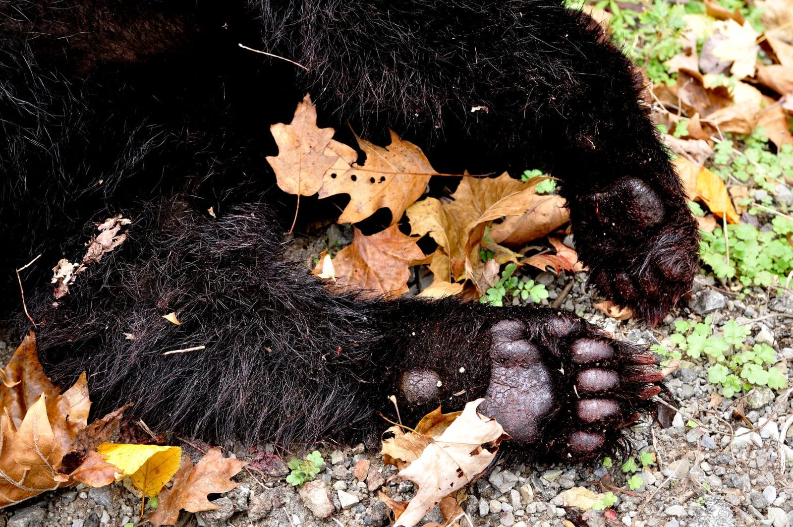 Poached black bear paws, Ursus americanus, Webster County, West Virginia, USA