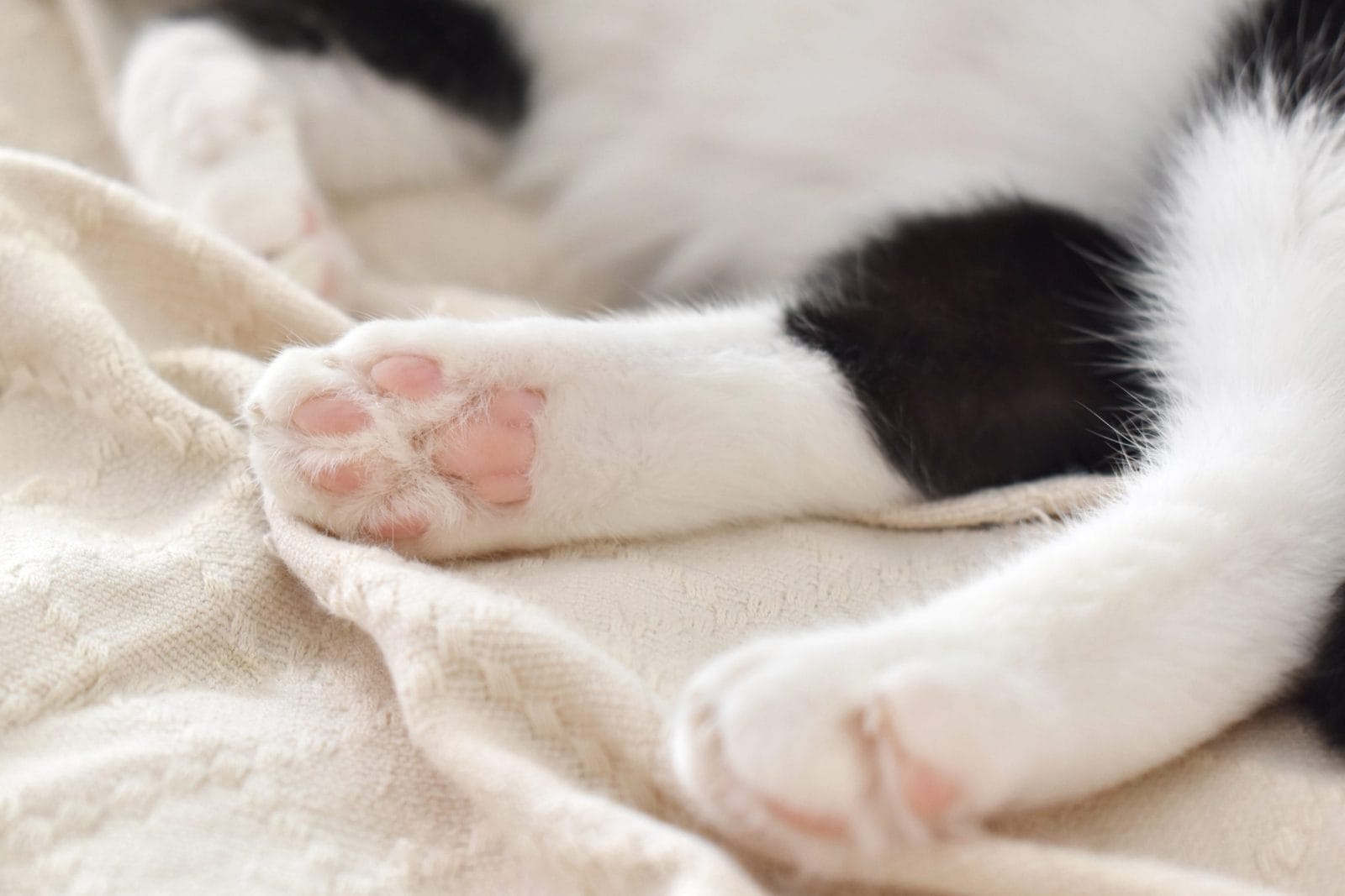 Cat toe beans on the rug. Tabby cat sitting on the sofa at home. Copy space is on the blurry parts of photo. Selective focus.