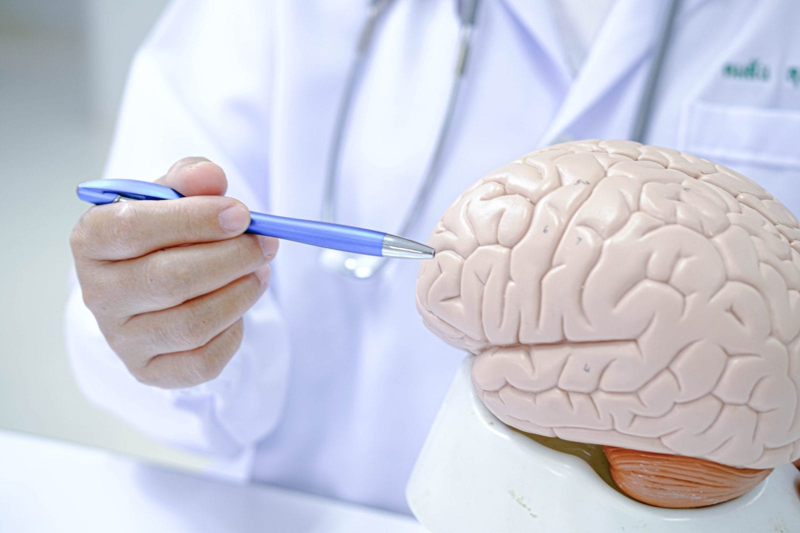 Doctor holding human Brain model. World Brain Tumor day, Brain S