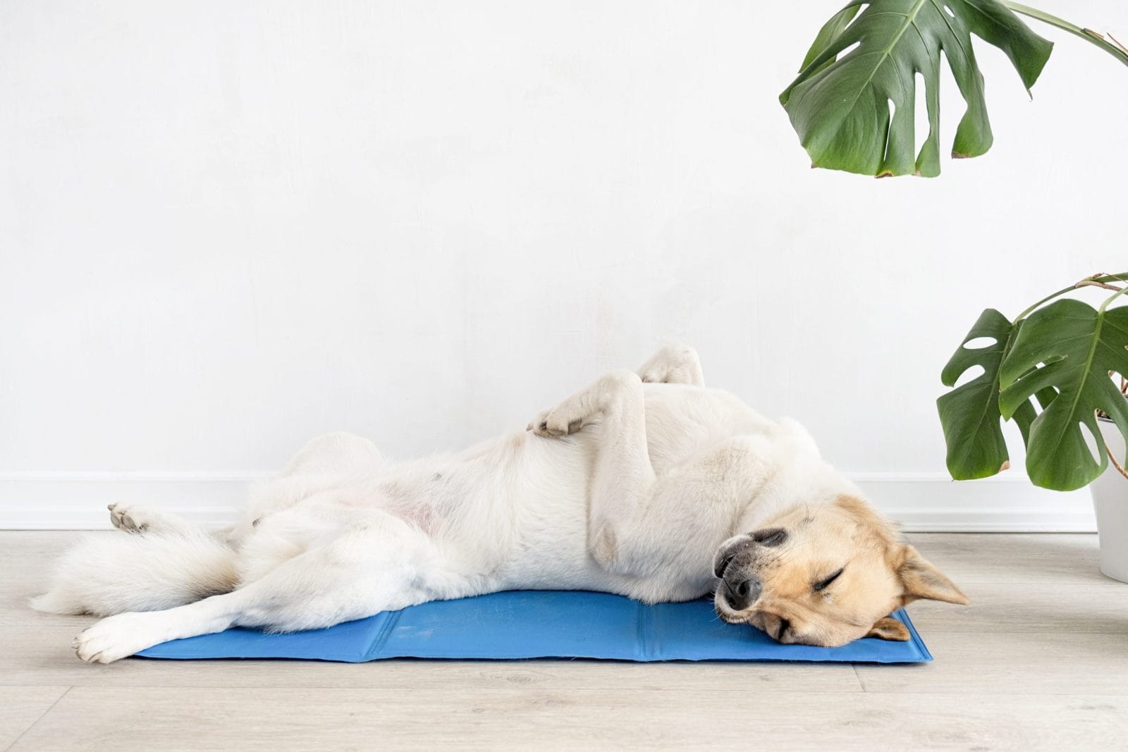 Pet care. Cute relaxed mixed breed dog lying on cool mat in hot day , white wall background, summer heat. Copy space