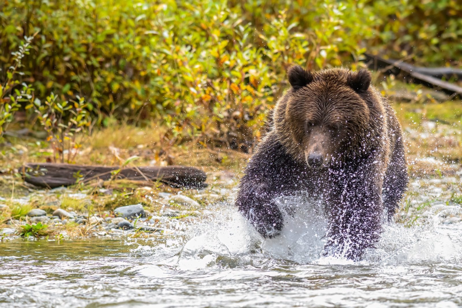 Grizzly Bear Fishing for Salmon