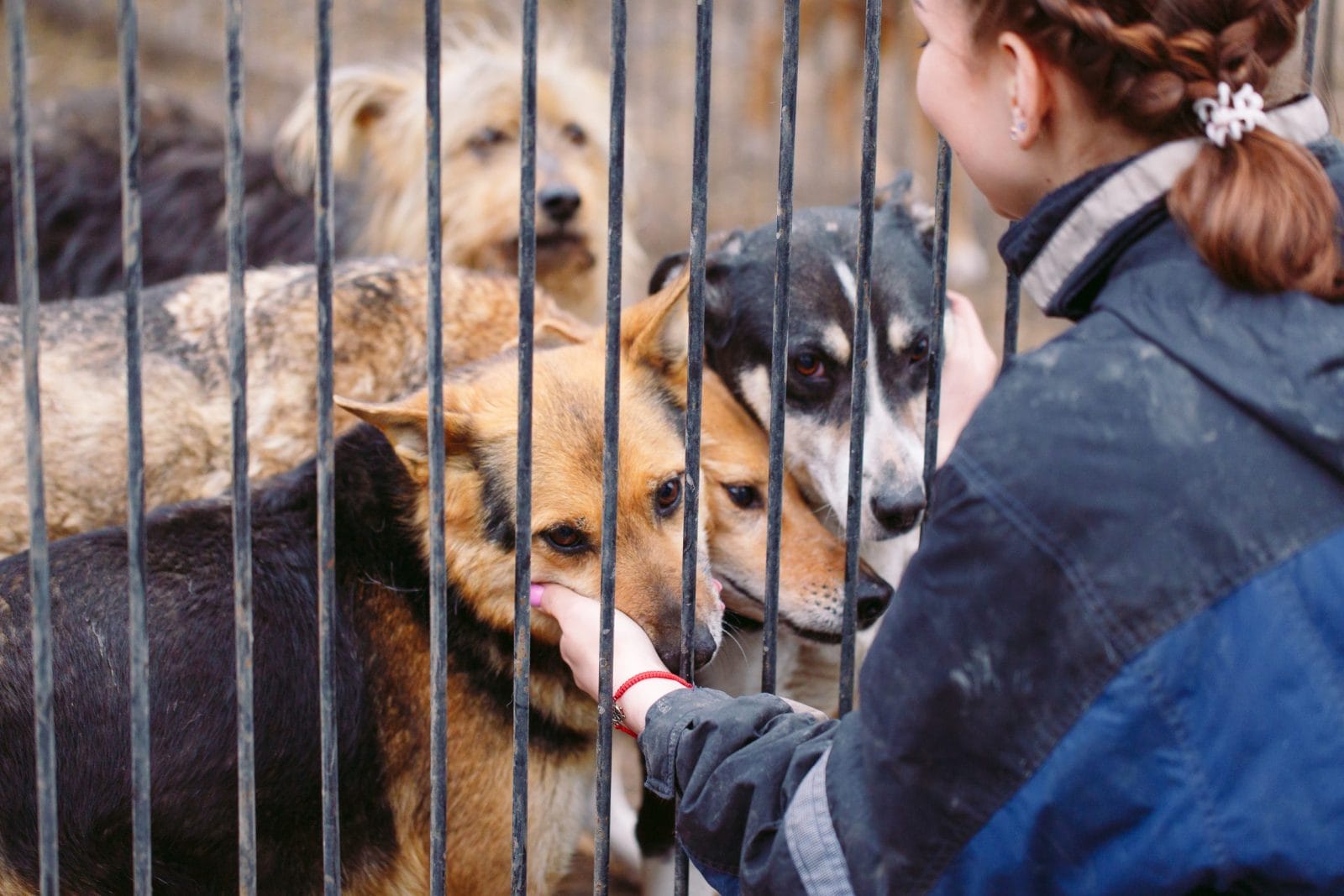 Girl volunteer in the nursery for dogs. Shelter for stray dogs.