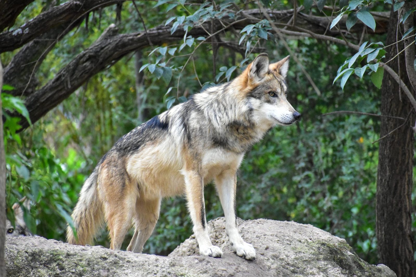 Mexican wolf standing on a rock in the forest