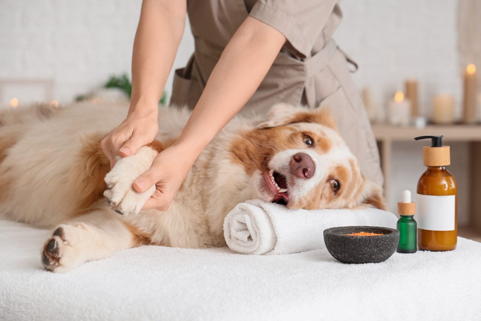 Cute Australian Shepherd dog with cosmetic products having massage on couch in spa salon