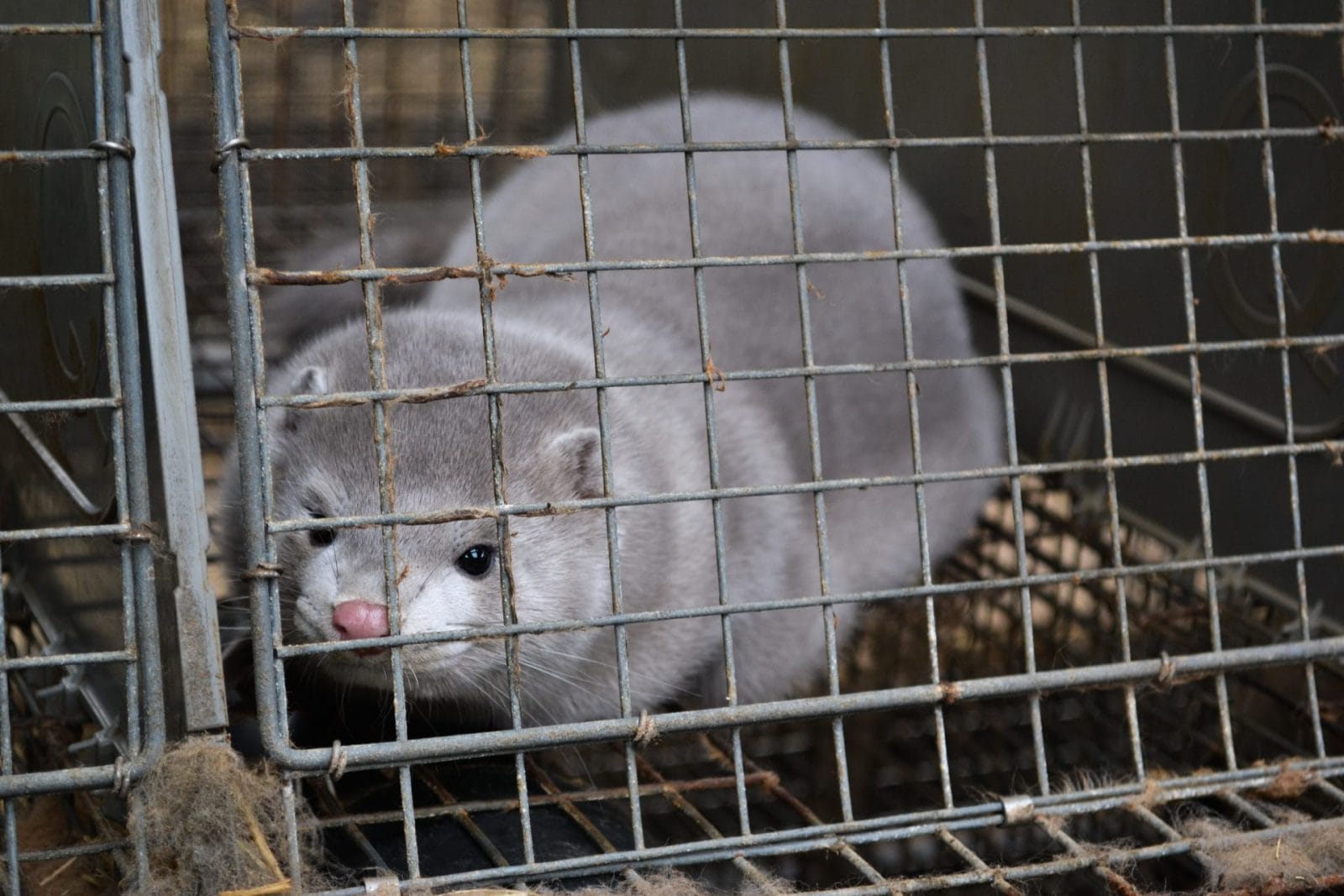 Farmed Mink