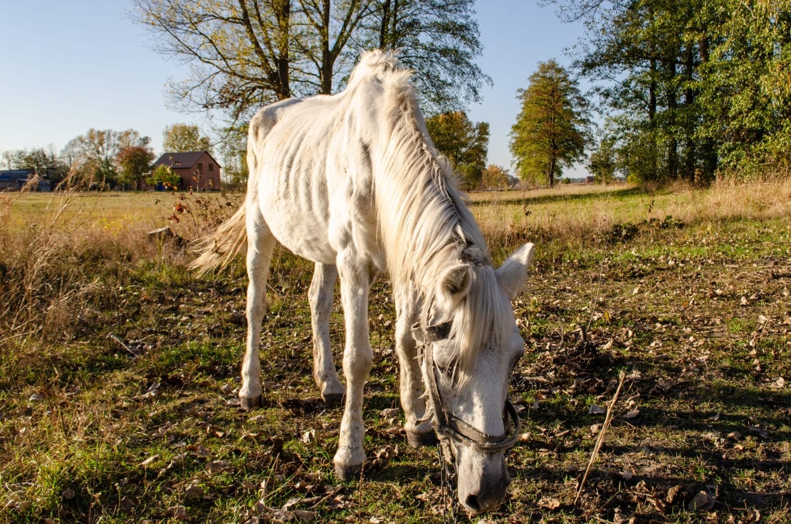 Starving neglected horse. Animal suffering from abuse