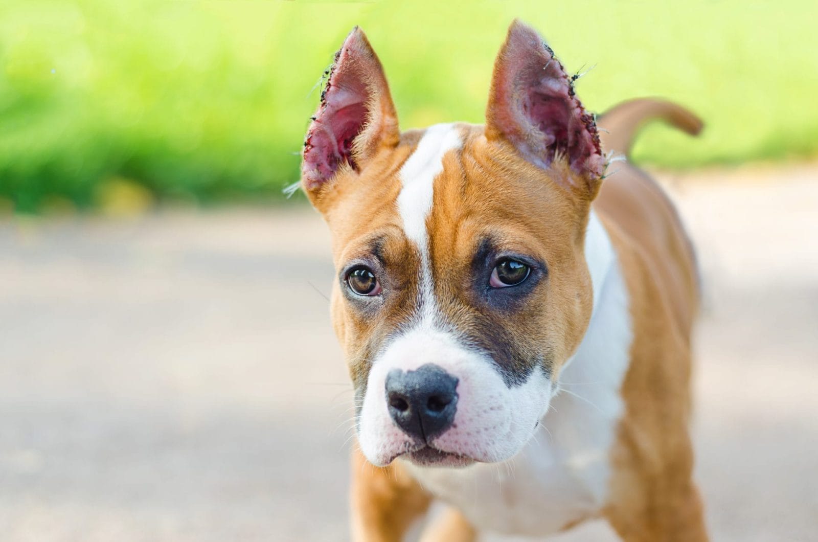 portrait of puppy of American Staffordshire Terrier with cropped ears. breed standards. pet care. stitches after surgery in dog. copy space, text
