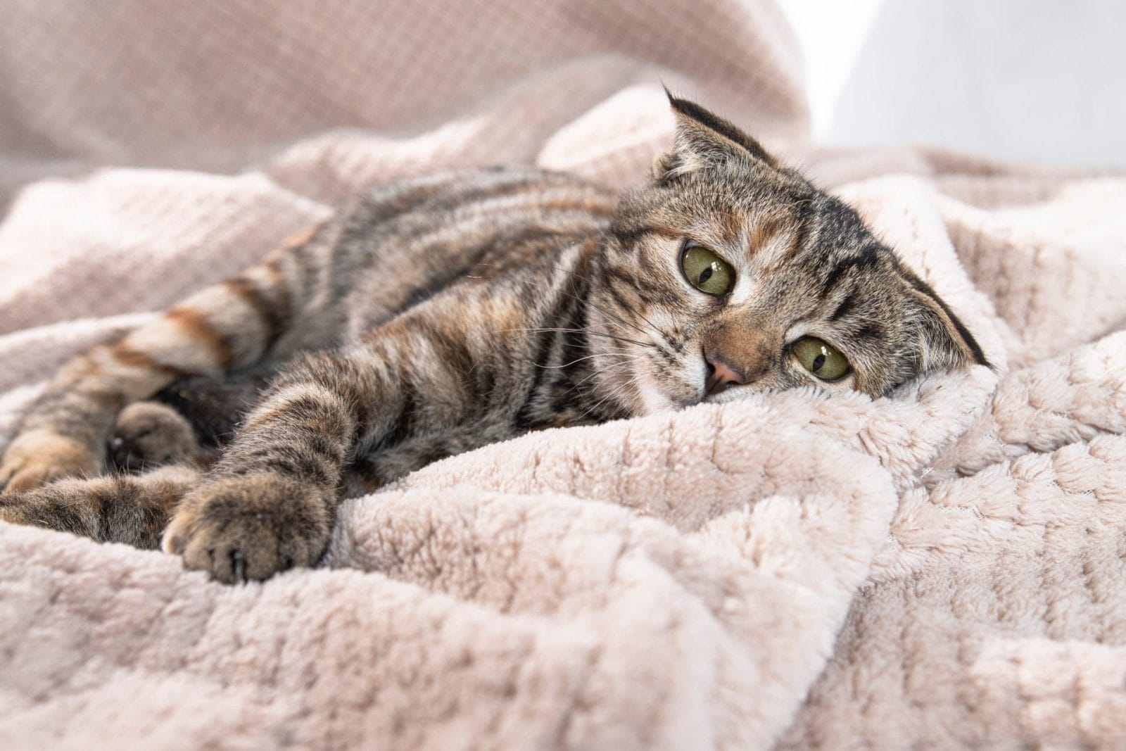 One striped sad cat with green eyes lies at home on a soft blanket with frightened eyes and flattened ears. Pet disease.