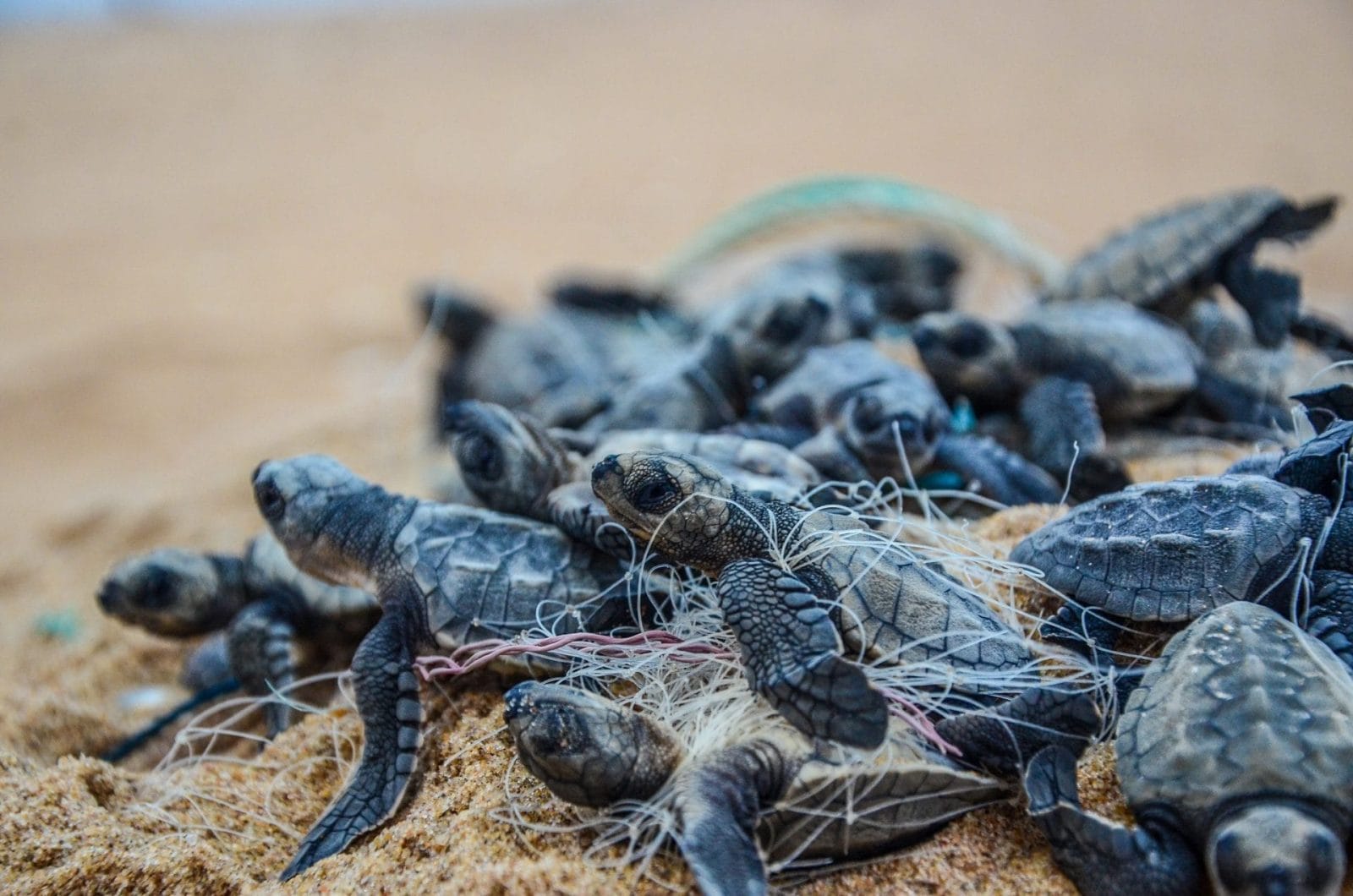 Newly hatched olive ridley turtles stucked in a fishing net while making their way to Bay Of Bengal near Rushikulya rockery in Ganjam district, Odisha, India.
